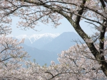 ดอกซากุระบานสะพรั่งและเทือกเขาแอลป์เมื่อมองจากภูเขาฮิคารุโจ